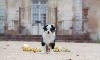  - Panda recherche sa famille pour la vie. 